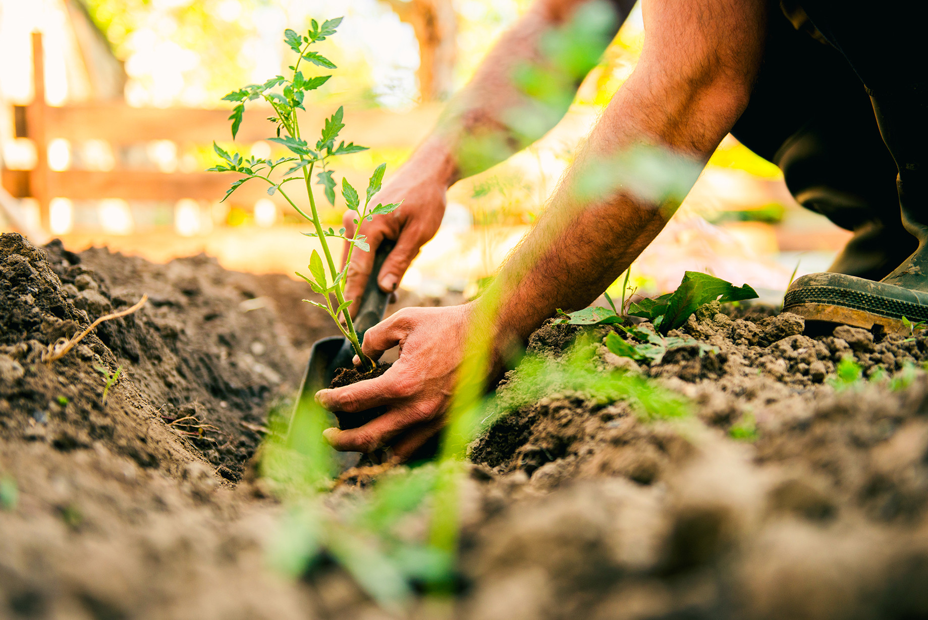 Farmer planting tomatoes seedling in organic garden