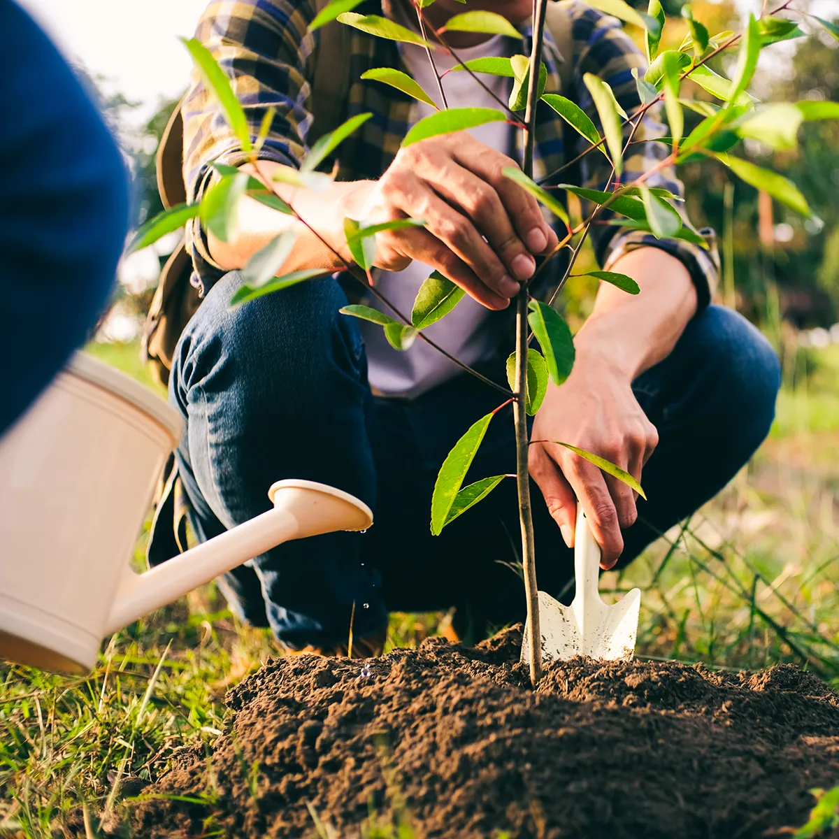 young man gardener, planting tree in garden, gardening and watering plants